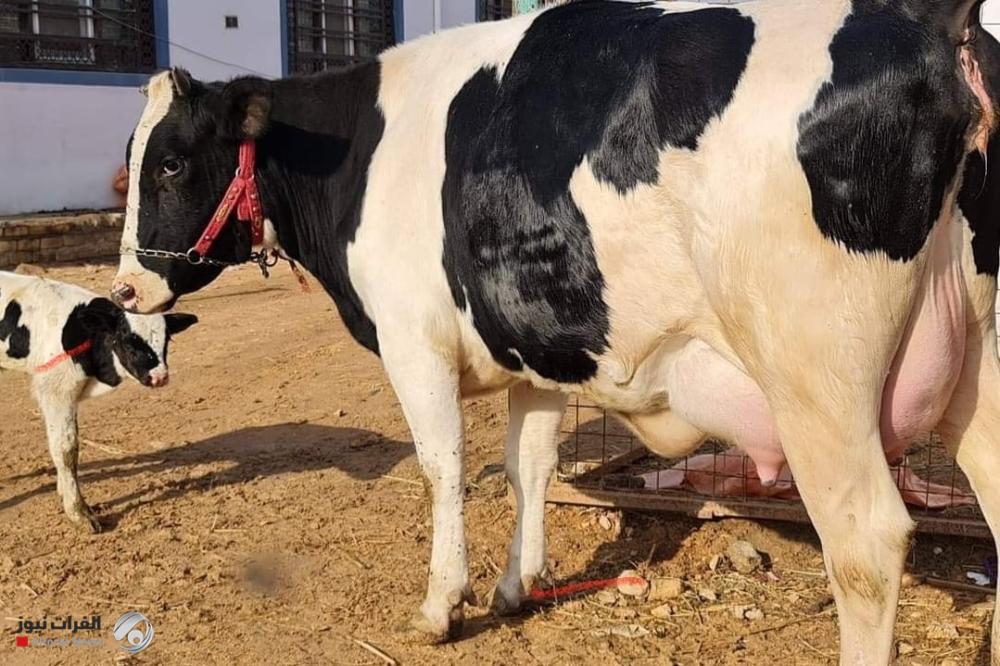 الزراعة تكشف مشاريع كبرى لإنتاج الحليب وتطوير سلالات الأبقار