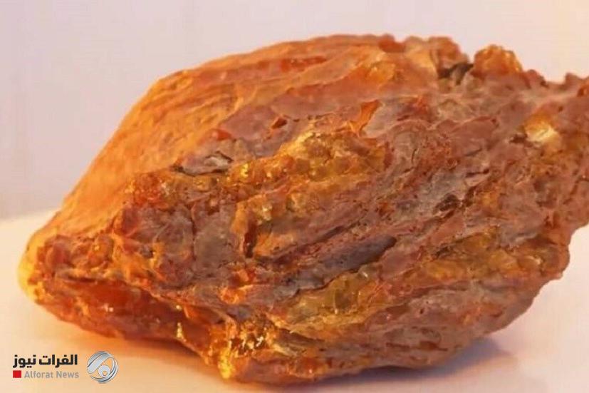 العثور على قطعة كهرمان نادرة وزنها 1.5 كيلوغرام