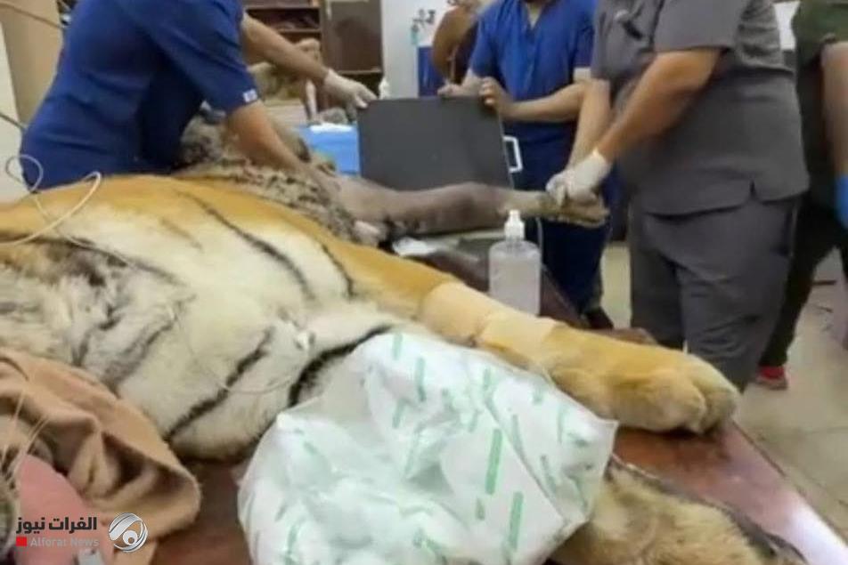 بعد حادثة العض.. إدارة الزوراء توضح تفاصيل وفاة النمر وتعلن ولادة أخرى جديدة