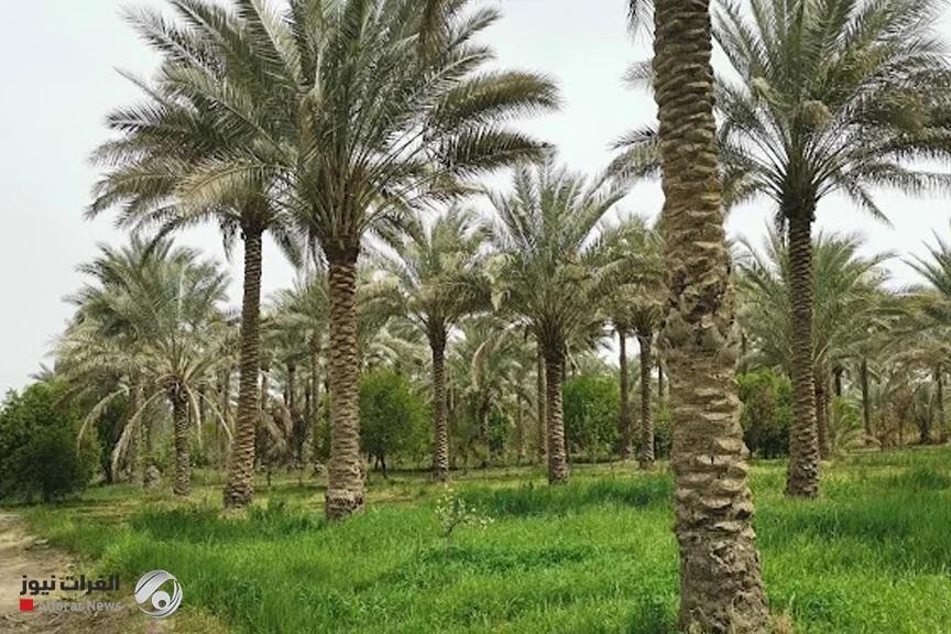 التخطيط تعلن استحداث ناحية جديدة في قضاء الطارمية