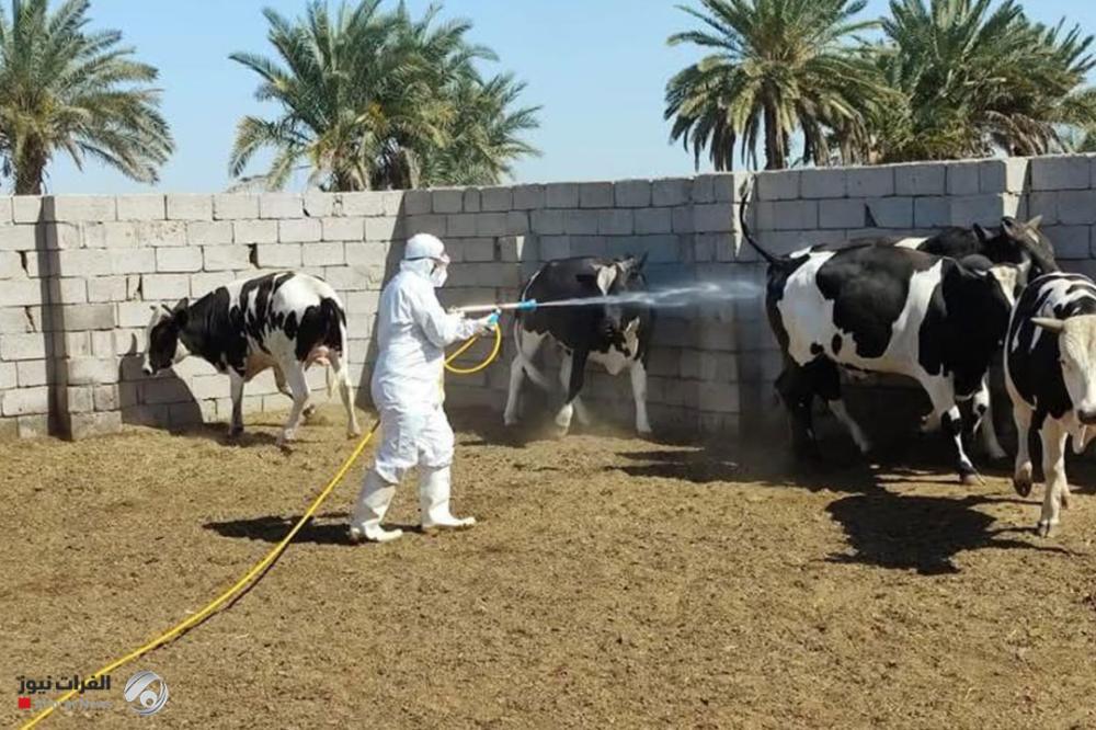 الصحة: تسجيل 219 إصابة بالحمى النزفية منذ بداية العام الحالي