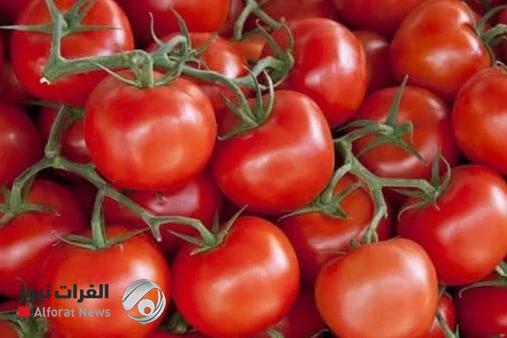 الزراعة تفتح الإستيراد للطماطم بعد ارتفاع أسعارها