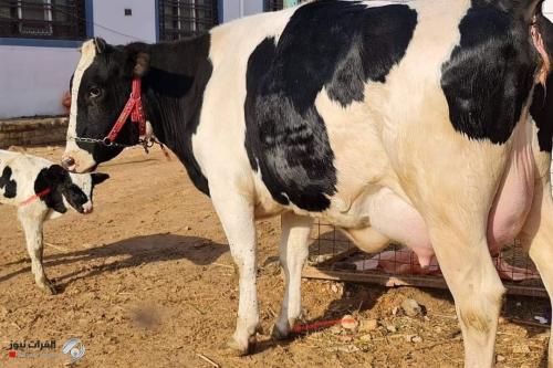 الزراعة تكشف مشاريع كبرى لإنتاج الحليب وتطوير سلالات الأبقار