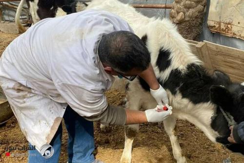 الزراعة: لدينا خزين استراتيجي من اللقاحات البيطرية واستمرار التوريد عبر تركيا والأردن