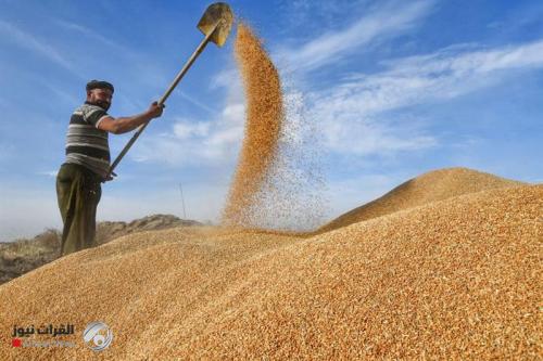 التجارة تعلن: خزين الحنطة مؤمّن لعام كامل والأسواق تحت السيطرة