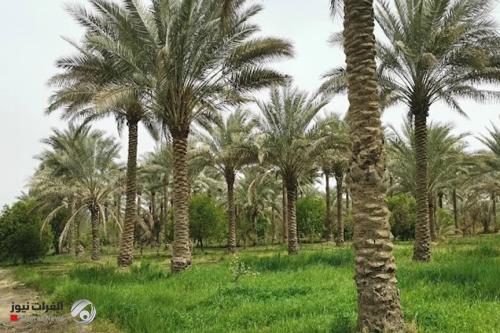 التخطيط تعلن استحداث ناحية جديدة في قضاء الطارمية