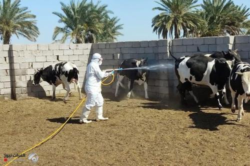 الصحة: تسجيل 219 إصابة بالحمى النزفية منذ بداية العام الحالي